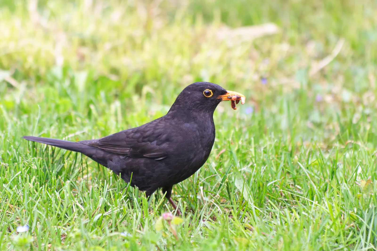 Amsel-Männchen mit gelbem Schnabel sucht auf dem Rasen im Garten nach Würmern
