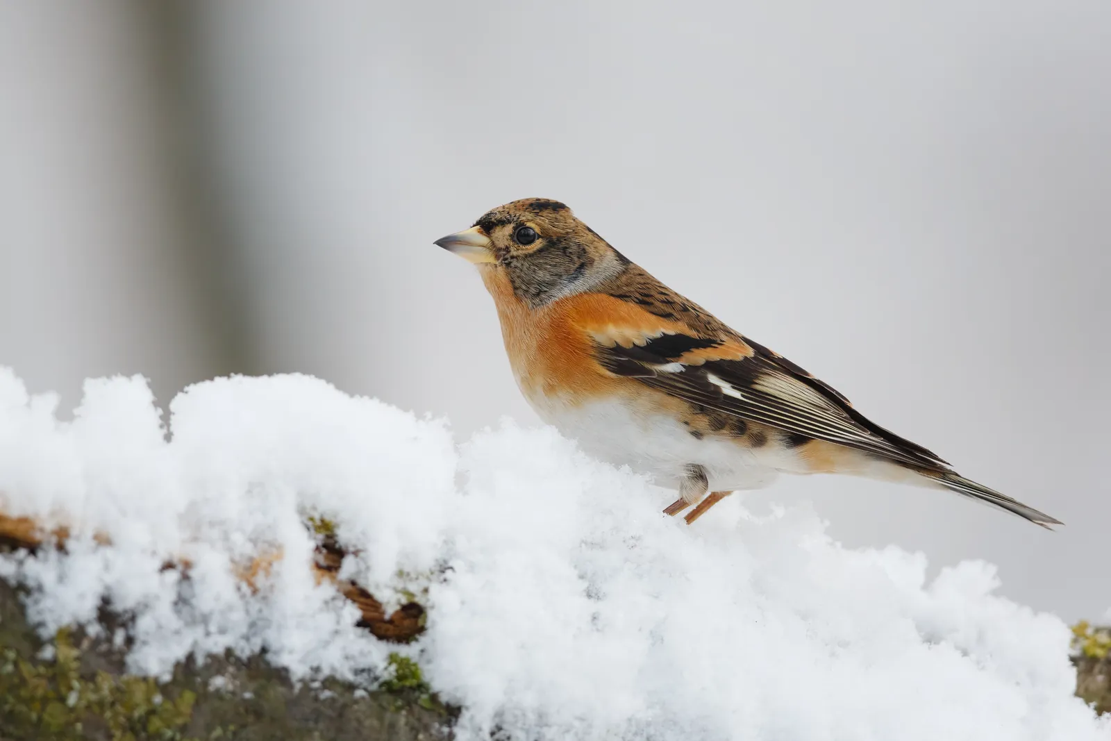 Bergfink mit oranger Brust auf einem verschneiten Ast im Winter