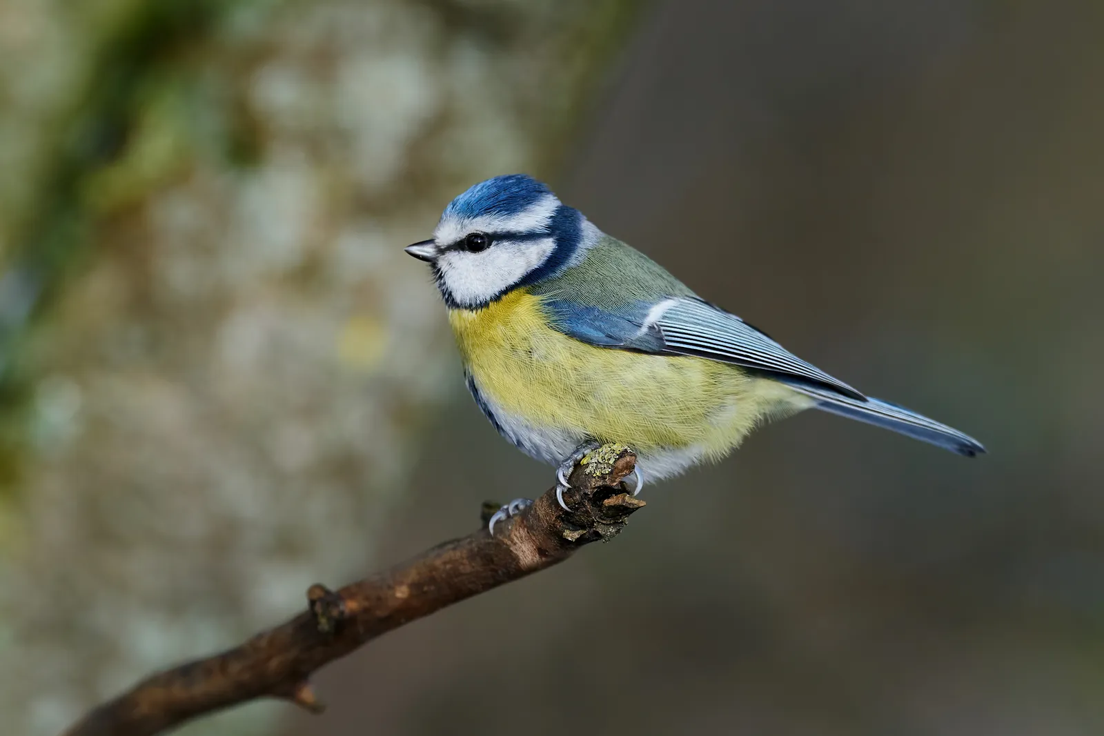 Blaumeise mit blauer Kappe und gelbem Bauch auf einem Zweig