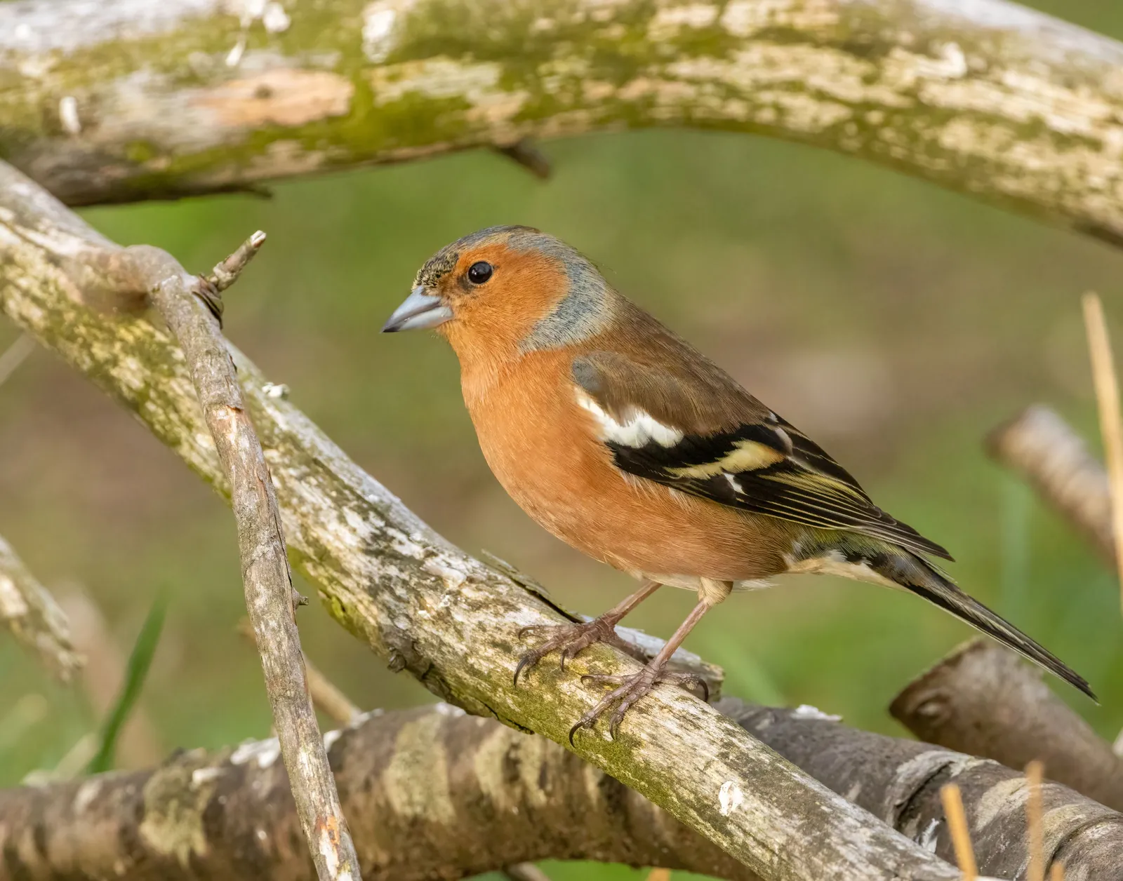 Buchfink-Männchen mit rötlicher Brust und blaugrauer Kappe auf einem Ast