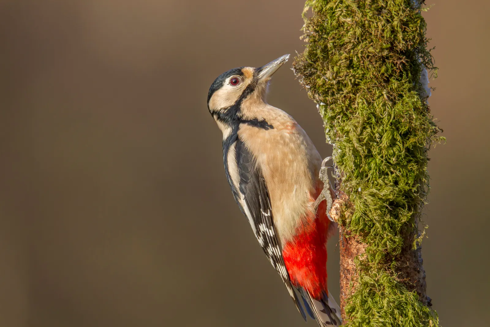 Buntspecht mit roter Unterschwanzfarbe an einem bemoosten Baumstamm