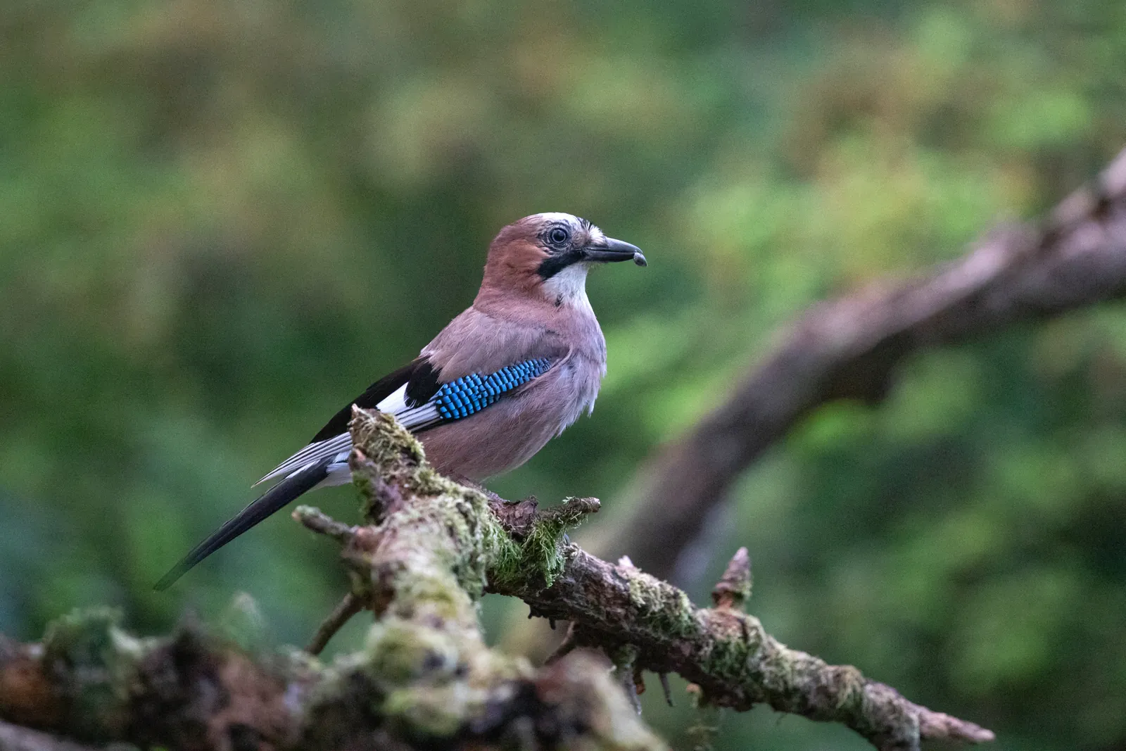 Eichelhäher mit blau gebändertem Flügelfeld auf einem Ast im Wald