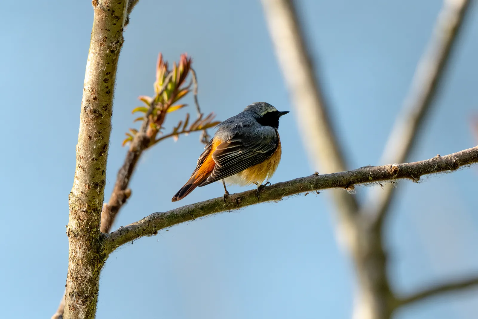 Gartenrotschwanz-Männchen mit oranger Brust und weißer Stirn auf einem Ast