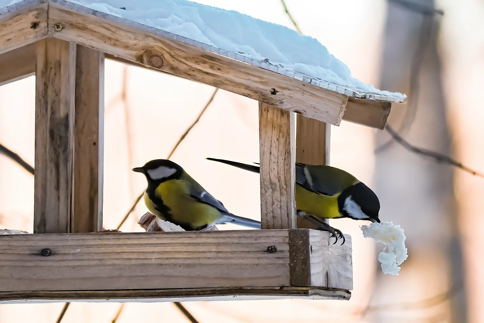 Zwei Kohlmeisen fressen im Winter an einem hölzernen Futterhaus im Garten