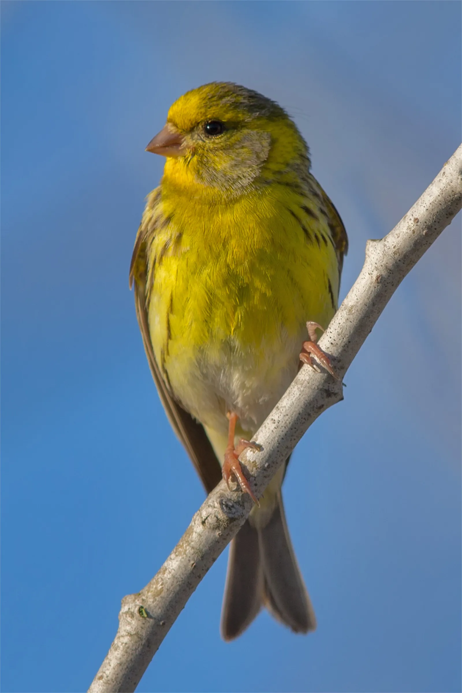 Girlitz-Männchen, leuchtend gelb und gestrichelt, auf einem Zweig vor blauem Himmel