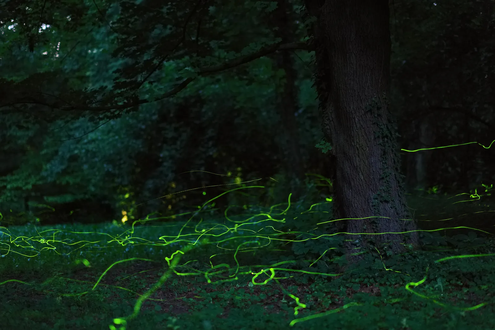 Grüne Leuchtspuren fliegender Glühwürmchen im nächtlichen Wald, lang belichtet