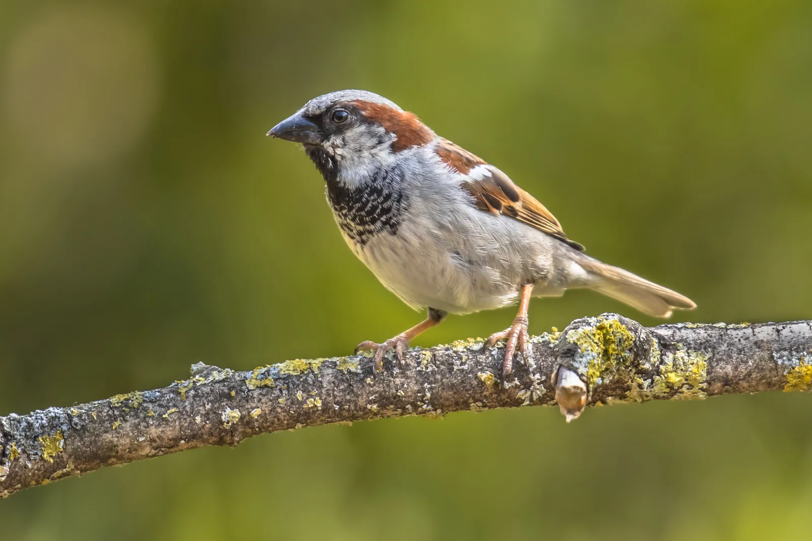 Haussperling-Männchen mit grauer Kappe und schwarzem Latz auf einem Ast