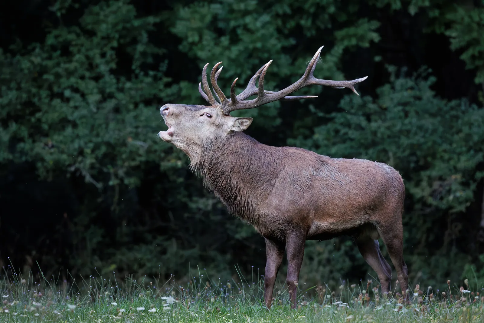 Röhrender Rothirsch zur Hirschbrunft am Waldrand
