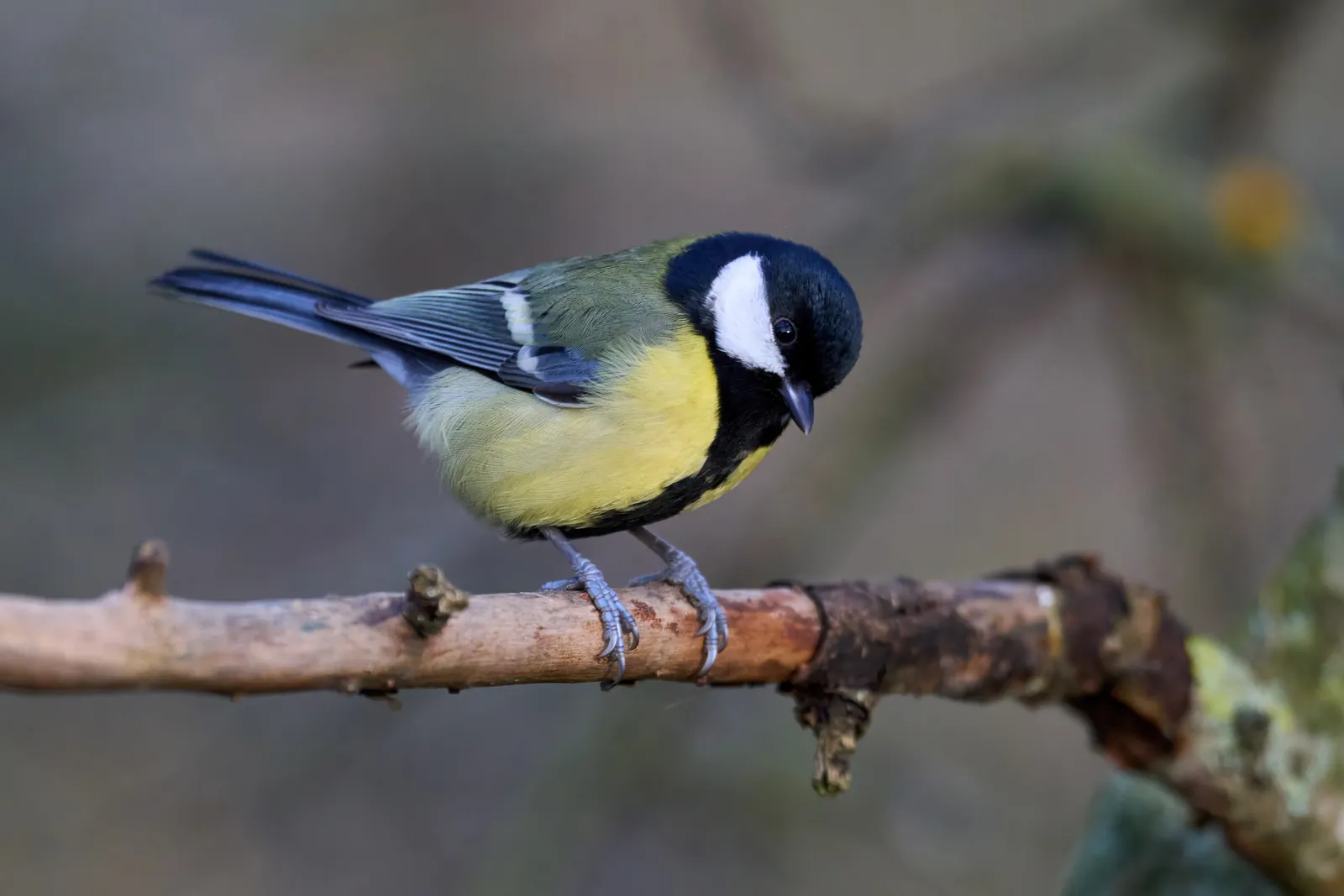 Kohlmeise mit gelbem Bauch und schwarzem Kopf auf einem Ast