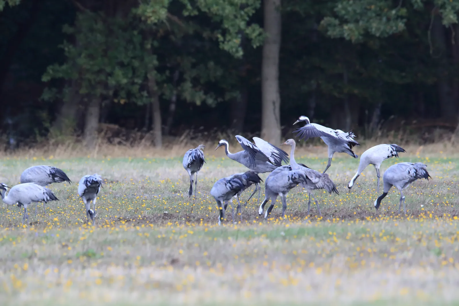 Rastende Kraniche auf einem Feld in Mecklenburg-Vorpommern, einige mit ausgebreiteten Flügeln