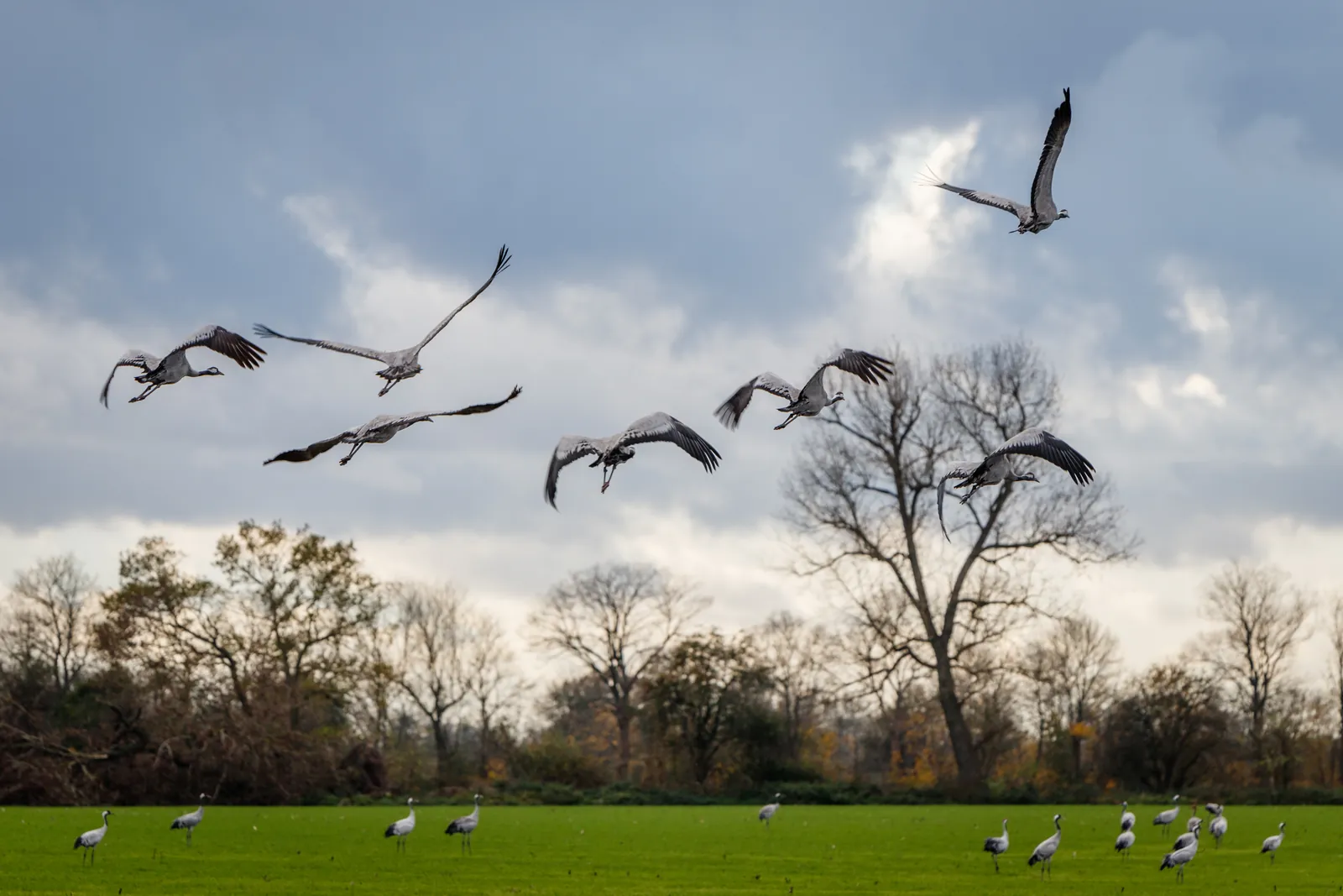 Graue Kraniche fliegen im Herbst über einer Wiese auf, weitere rasten im Hintergrund