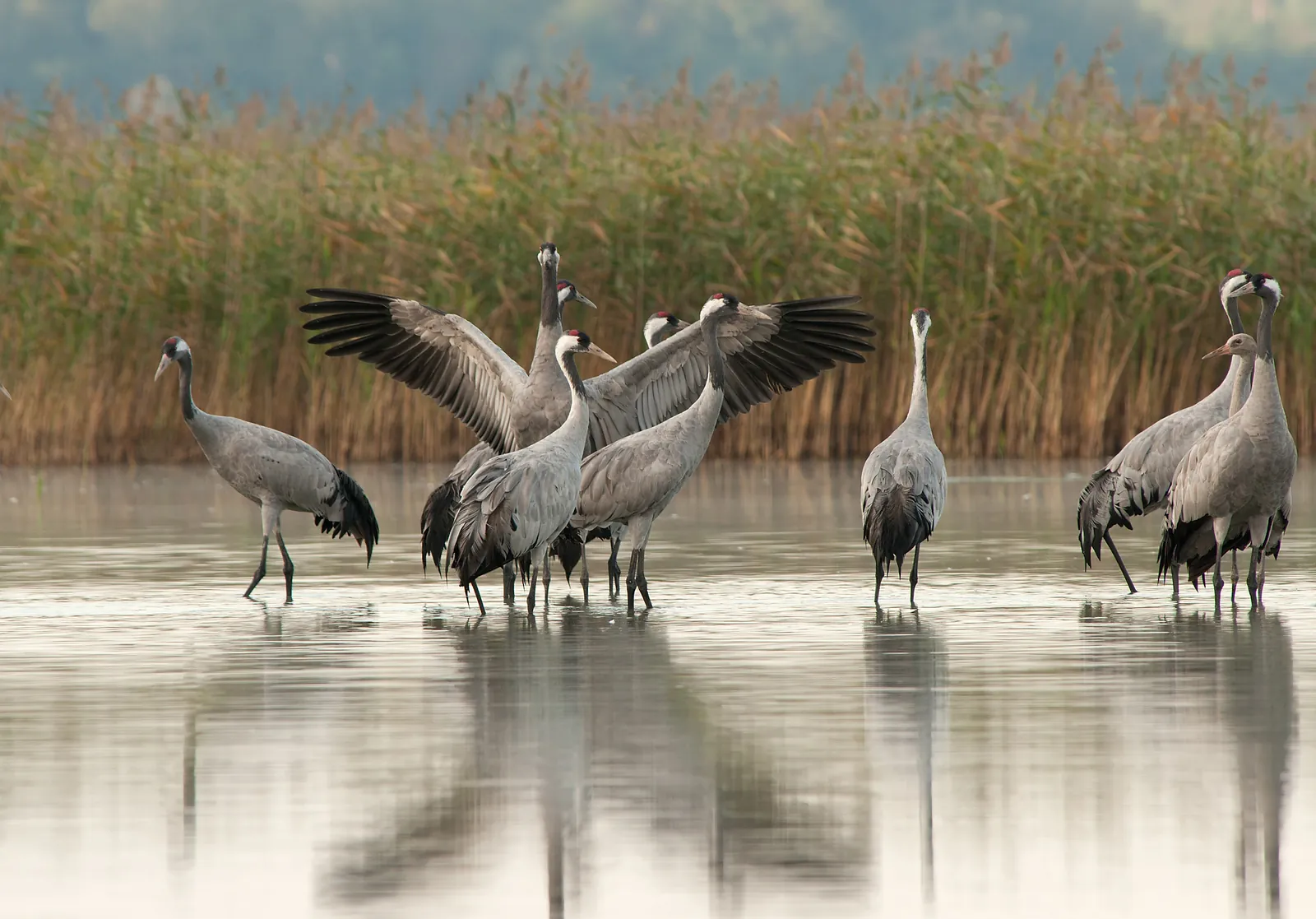Kraniche stehen im Flachwasser vor Schilf, wie an den Schlafplätzen in den Linumer Teichen