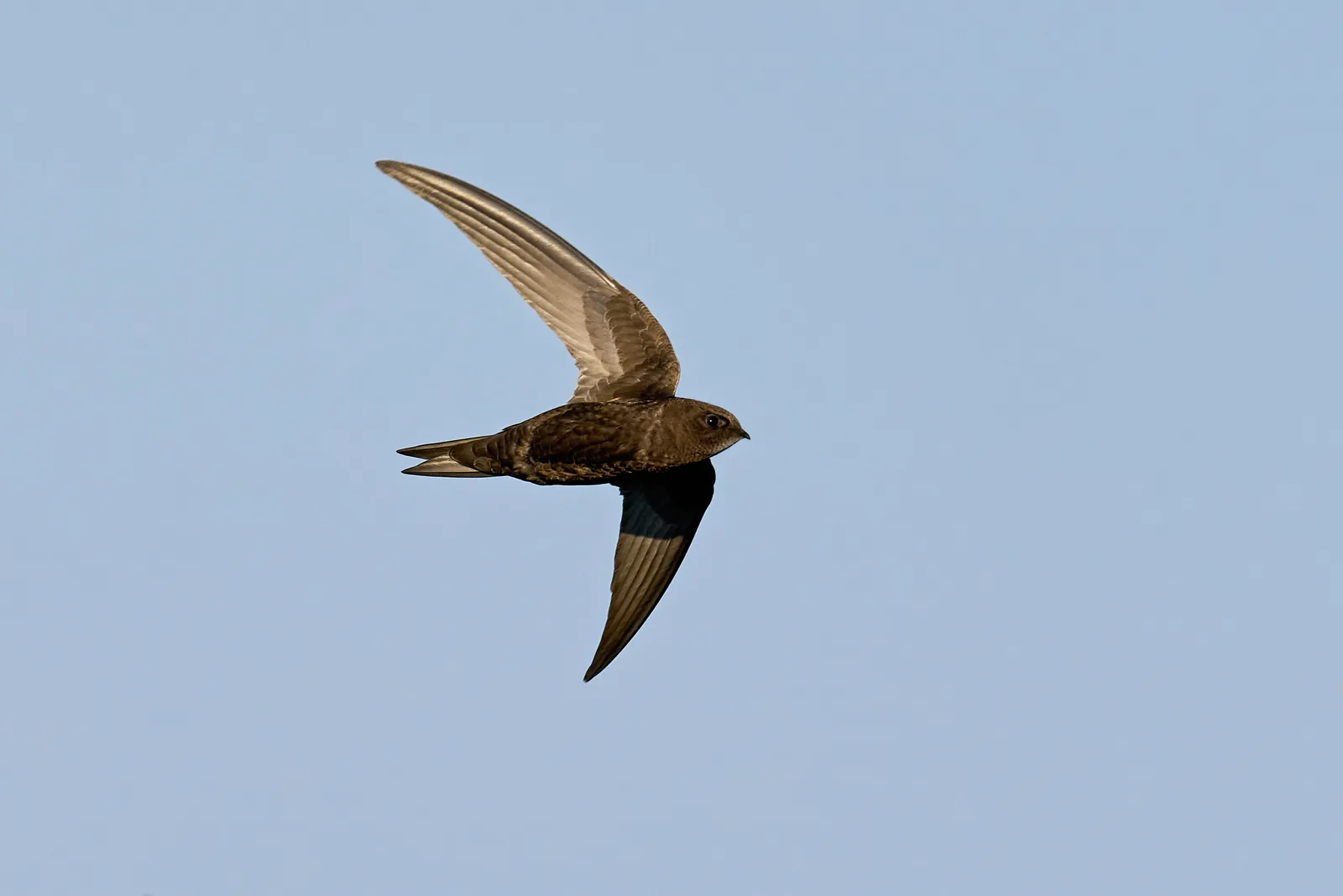 Mauersegler mit sichelförmigen Flügeln im Flug vor blauem Himmel