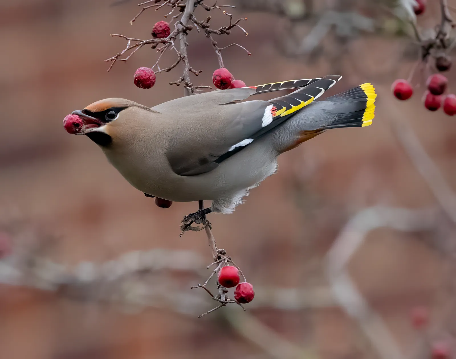Seidenschwanz frisst rote Beeren an einem Zweig