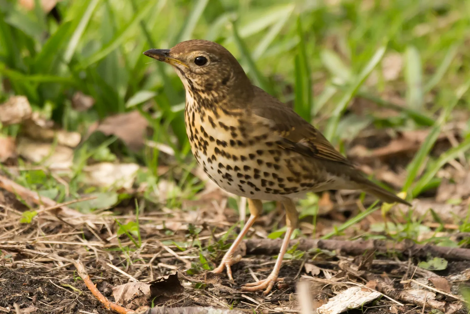 Singdrossel mit gepunkteter Brust im Gras