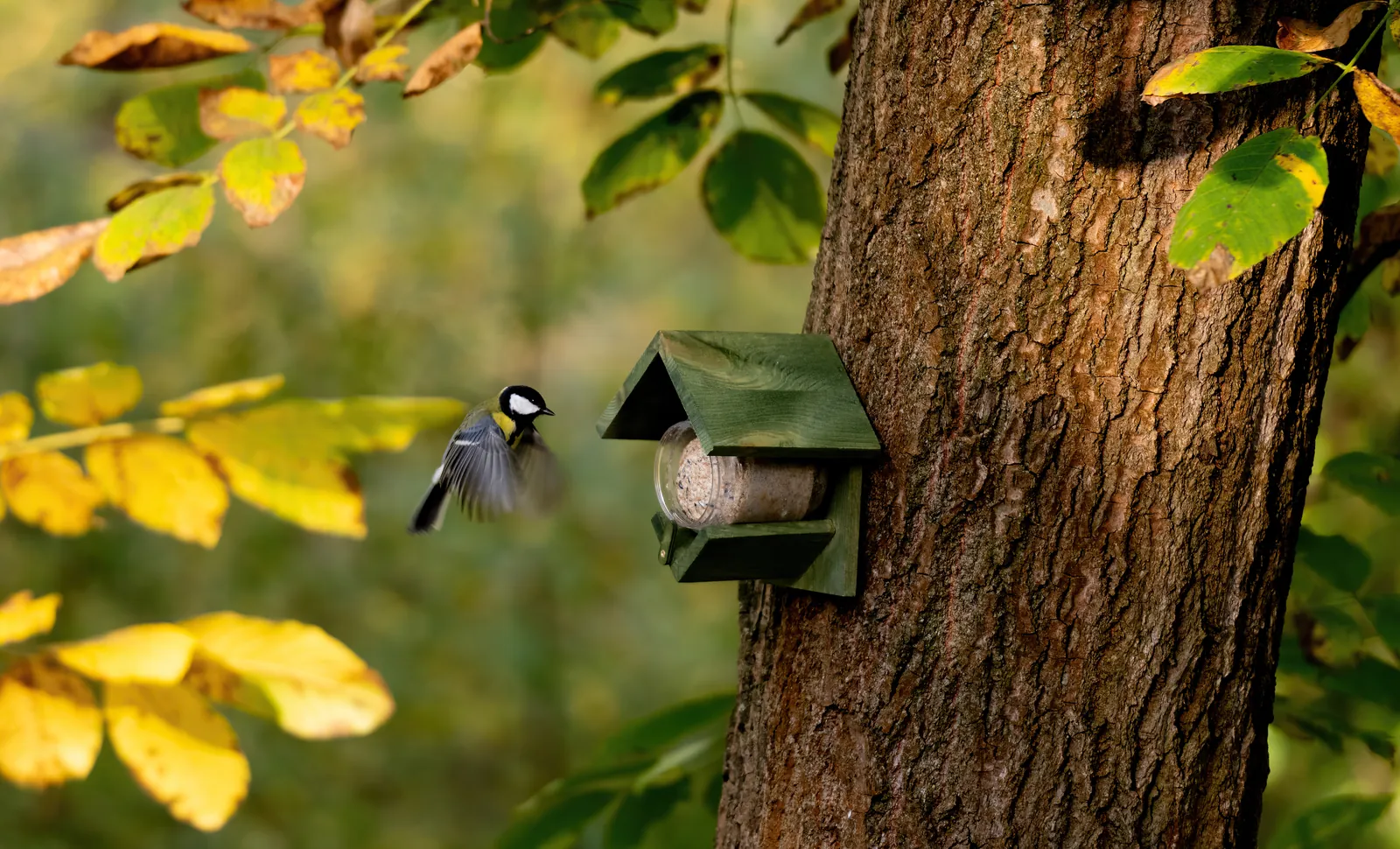 Kohlmeise fliegt im Herbst ein Vogelhaus an einem Baumstamm an