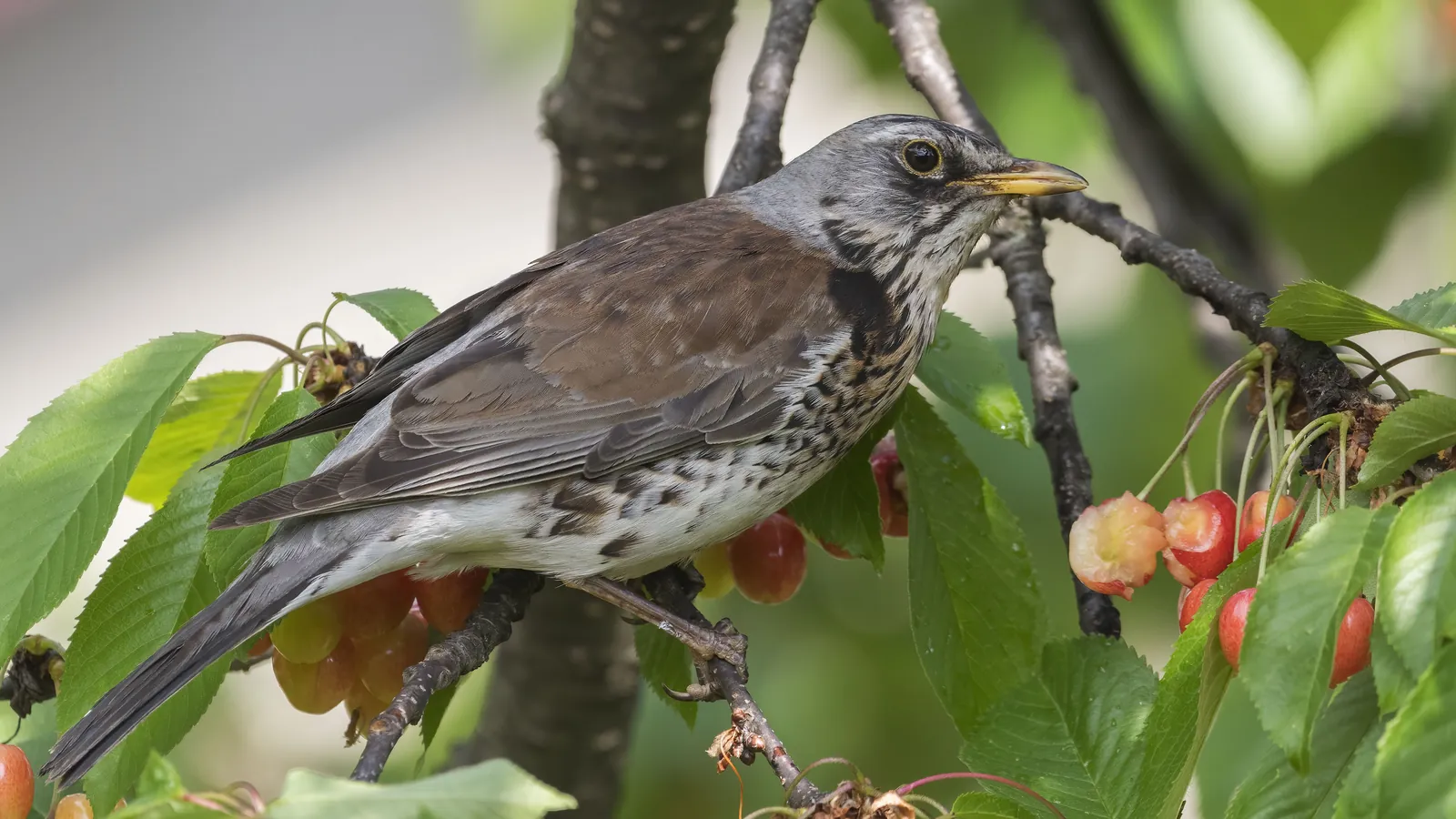 Wacholderdrossel mit grauem Kopf in einem Kirschbaum